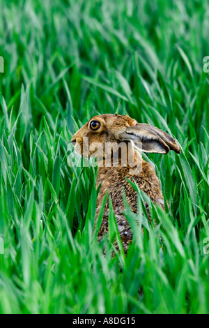 Brauner Hase Lepus Europaeus stehend im Maisfeld suchen Warnung mit Ohren zurück Therfield hertfordshire Stockfoto