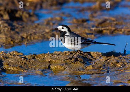 Trauerschnäpper Bachstelze Motacilla Alba stehen unter Pfützen suchen alert Ashwell Hertfordshire Stockfoto