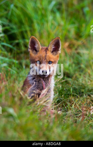 Rotfuchs Vulpes Vulpes Cub am Eingang der Erde suchen Warnung mit Ohren oben Potton bedfordshire Stockfoto
