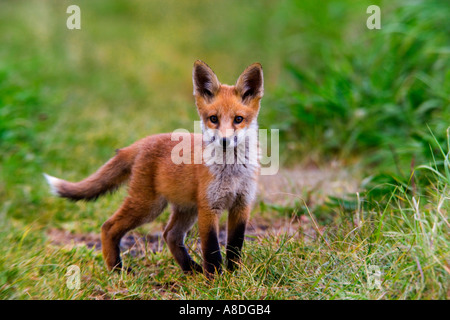 Rotfuchs Vulpes Vulpes Cub stehen auf dem Rasen verfolgen außerhalb der Erde suchen Warnung mit Ohren, und Schweif bis Potton bedfordshire Stockfoto