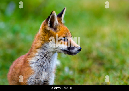 Rotfuchs Vulpes Vulpes Cub stehenden Warnung mit aus Fokus grüne Backgroung Potton Bedfordshire suchen Stockfoto