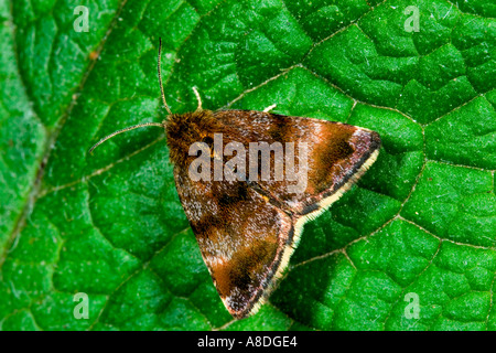 Kleine gelbe Underwing Panemeria Tenebrata auf Blatt Potton bedfordshire Stockfoto