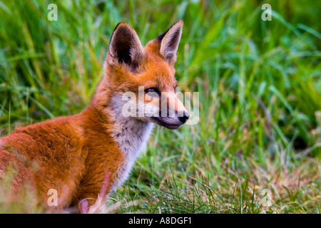 Rotfuchs Vulpes Vulpes Cub aussehende Warnung mit Ohren oben Potton bedfordshire Stockfoto