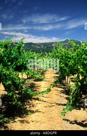 Ein Weingut glüht in der späten Nachmittagssonne NAPA VALLEY in Kalifornien Stockfoto