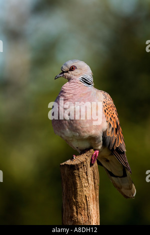 Schildkröte Taube Streptopelia Turtur thront auf Post mit schönen Fokus Hintergrund Potton bedfordshire Stockfoto