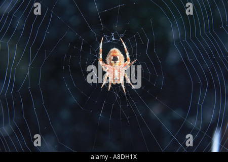 Unterseite der Scheune Spider Web Stockfoto