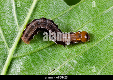 Die Satelliten Eupsilia Transversa Larven auf Blatt Potton bedfordshire Stockfoto