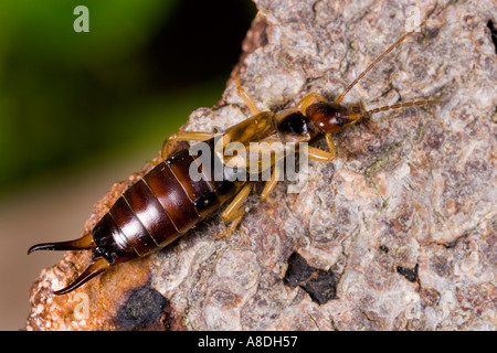 Ohrwurm Forficula Auricularia Nahaufnahme Detail geschossen auf Rinde Potton bedfordshire Stockfoto