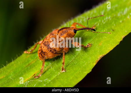 Nuss Weevil Curculio Nucum auf Blatt zeigt Detail Ansicht Potton bedfordshire Stockfoto