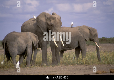 Erwachsenen weiblichen Elefanten mit zwei unreife Jungtiere wahrscheinlich kurz ihren Töchtern Fütterung auf Rasen Stockfoto