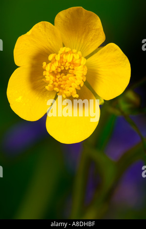 Marsh Marigold Caltha Palustris Nahaufnahme Blume mit aus Fokus Hintergrund Potton bedfordshire Stockfoto