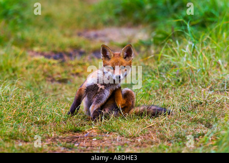 Rotfuchs Vulpes Vulpes Cub sitzen haben einen Kratzer und alert Potton Bedfordshire suchen Stockfoto