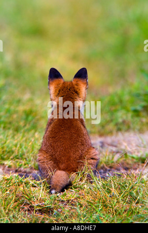 Rotfuchs Vulpes Vulpes Cub sitzen auf Bauernhof verfolgen wegschauen mit Ohren oben Potton Bedfordshire Stockfoto