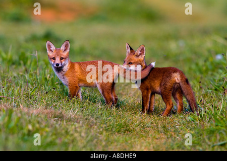 TwoRed Fuchs Vulpes Vulpes Cubs auf Bauernhof spielen verfolgen Potton bedfordshire Stockfoto