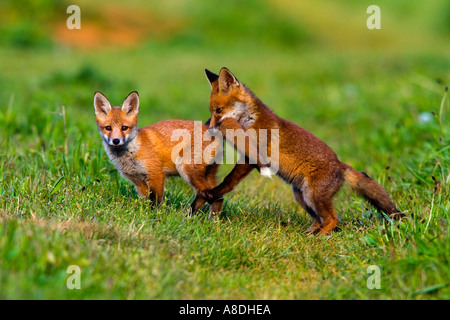 TwoRed Fuchs Vulpes Vulpes Cubs auf Bauernhof spielen verfolgen Potton bedfordshire Stockfoto