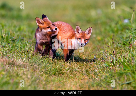 TwoRed Fuchs Vulpes Vulpes Cubs auf Bauernhof spielen verfolgen Potton bedfordshire Stockfoto