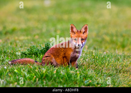 Rotfuchs Vulpes Vulpes Cub Gras sitzend verfolgen aussehende alert Potton Bedfordshire Stockfoto