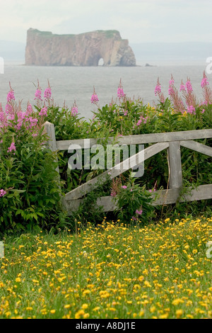 Blumenwiese und Ansicht der Rocher Percé von Bonaventure Island Quebec Kanada Stockfoto