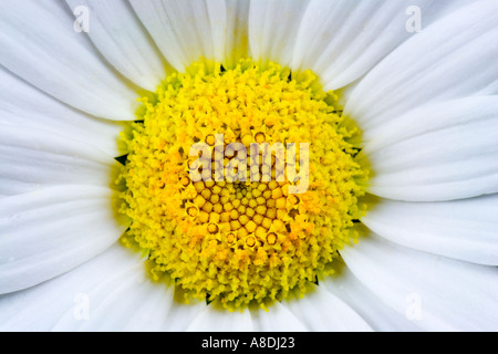 Oxeye Daisy Chrysanthemum Leucanthemum Nahaufnahme zeigt Details und weiche Textur der Blume potton Stockfoto