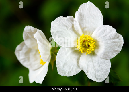 Rubus Benenden Nahaufnahme von 2 Blumen mit schönen dunklen aus Fokus Hintergrund Potton bedfordshire Stockfoto