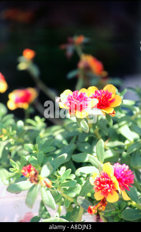 PORTULACA in voller Blüte Stockfoto
