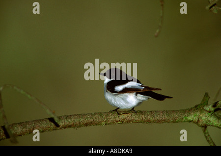 Pied Schopftyrann Ficedula 'So Sweet, erwachsene Männchen auf dem Zweig innerhalb Waldland, Derbyshire, Großbritannien Stockfoto