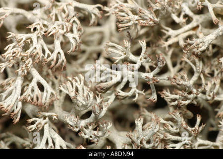 Nahaufnahme von Moos Stockfoto