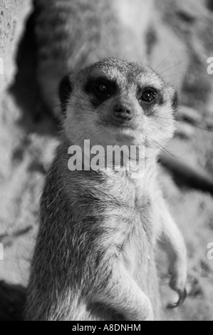 Barcelona Zoo Erdmännchen mit Blick auf schwarz / weiß Kamerabild Stockfoto