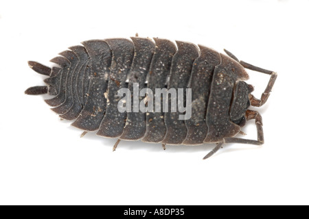 Gemeinsamen grobe Assel, Porcellio Scaber, auf weißem Hintergrund Stockfoto