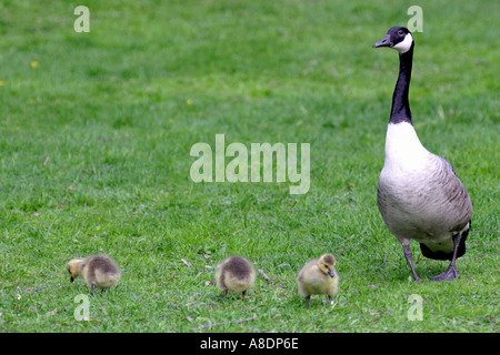 Kanada-Gans Mutter gerade ihr Gänsel Stockfoto
