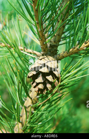 Knospe an einem Baum Scots Kiefer PINUS SYLVESTRIS L mit grünen Nadeln, fotografiert in den Schären von Stockholm Schweden Stockfoto