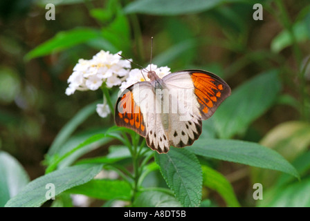 Weibliche Great oder Riesen Orange Tipp Schmetterling, Hebomoia Glaucippe. Fütterung aus eine weiße Blume. Stockfoto