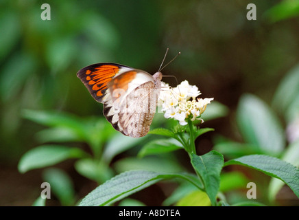 Weibliche Great oder Riesen Orange Tipp Schmetterling, Hebomoia Glaucippe. Fütterung aus eine weiße Blume. Stockfoto