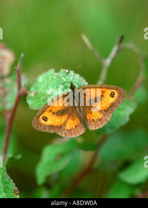 Gatekeeper oder Hecke braun Schmetterling, Pyronia Tithonus, Nymphalidae (Augenfalter). Männlich. Stockfoto