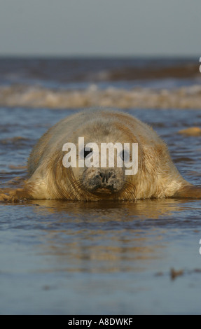 Pup Grey Seal (Halichoerus Grypus) Stockfoto