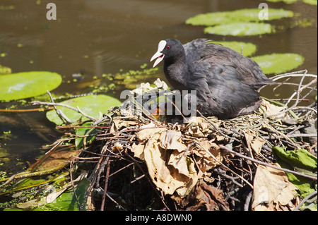 Teichhuhn auf Nest sitzen Stockfoto