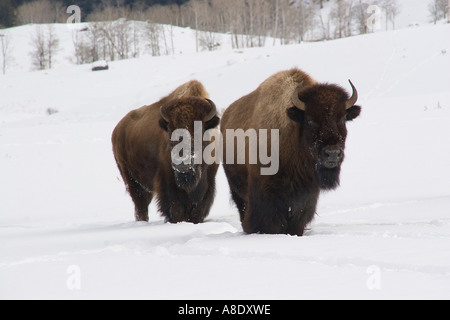 zwei Bisons im Yellowstone-Nationalpark Schnee Stockfoto