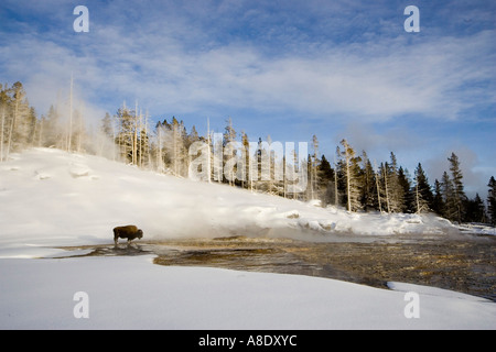 Bison tatenlos geothermischen Pool im Yellowstone-Nationalpark Stockfoto