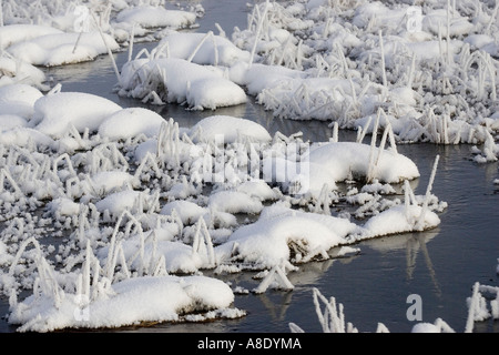 Schnee und Frost Kristalle auf Vegitation Bach Stockfoto