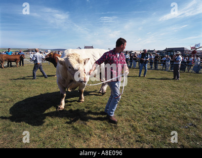 Dh West Festland zeigen DOUNBY ORKNEY Landwirte paradieren Stiere im Showring Vieh stier Rinderzüchter Vieh uk Stockfoto