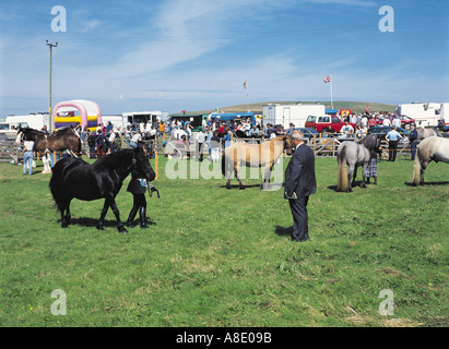 Dh West Festland zeigen DOUNBY ORKNEY Richter anzeigen Pferde in Ring Bereich Beurteilung Pferd Stockfoto