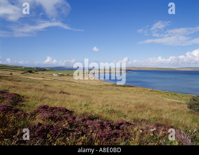 dh Burra Sound Scapa Flow HOY ORKNEY Heather Fields Island Abgeschiedenen Inseln schottland Frische ruhige Aussicht calluna Stockfoto