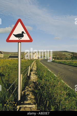 dh Bay of Ireland STENNESS ORKNEY Duck Wegweiser Straßenwarnung schild Wildtiere Schilder Straßenschild Stockfoto