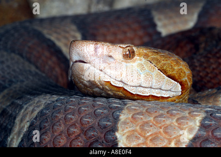 Copperhead snakes Agkistrodon contortrix. Captive UK Stockfoto