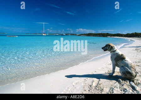 Blick auf das Meer am Strand Warderick Wells Exumas Bahamas Hund Stockfoto