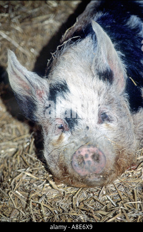 BEHAARTE SCHWARZ WEIß SPOTTED PIG PORTRAIT Stockfoto