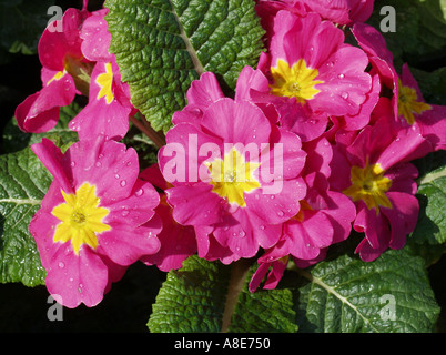 Primel Primula hybr Stockfoto