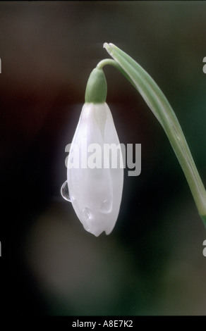 SCHNEEGLÖCKCHEN GALANTHUS NIVALIS Stockfoto