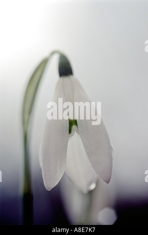 SCHNEEGLÖCKCHEN GALANTHUS NIVALIS Stockfoto