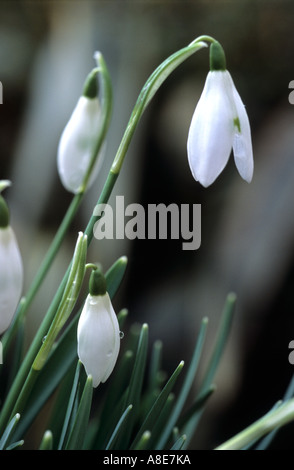 SCHNEEGLÖCKCHEN GALANTHUS NIVALIS Stockfoto